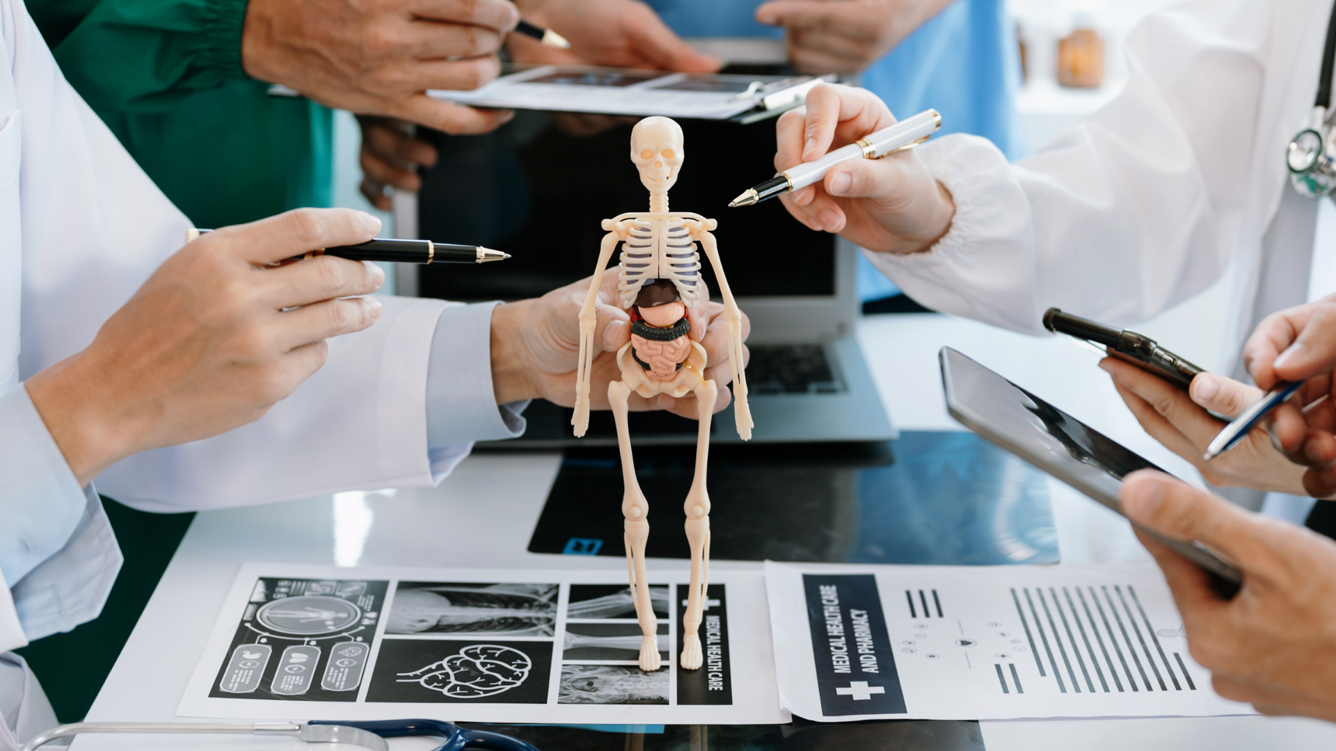 skeleton gut