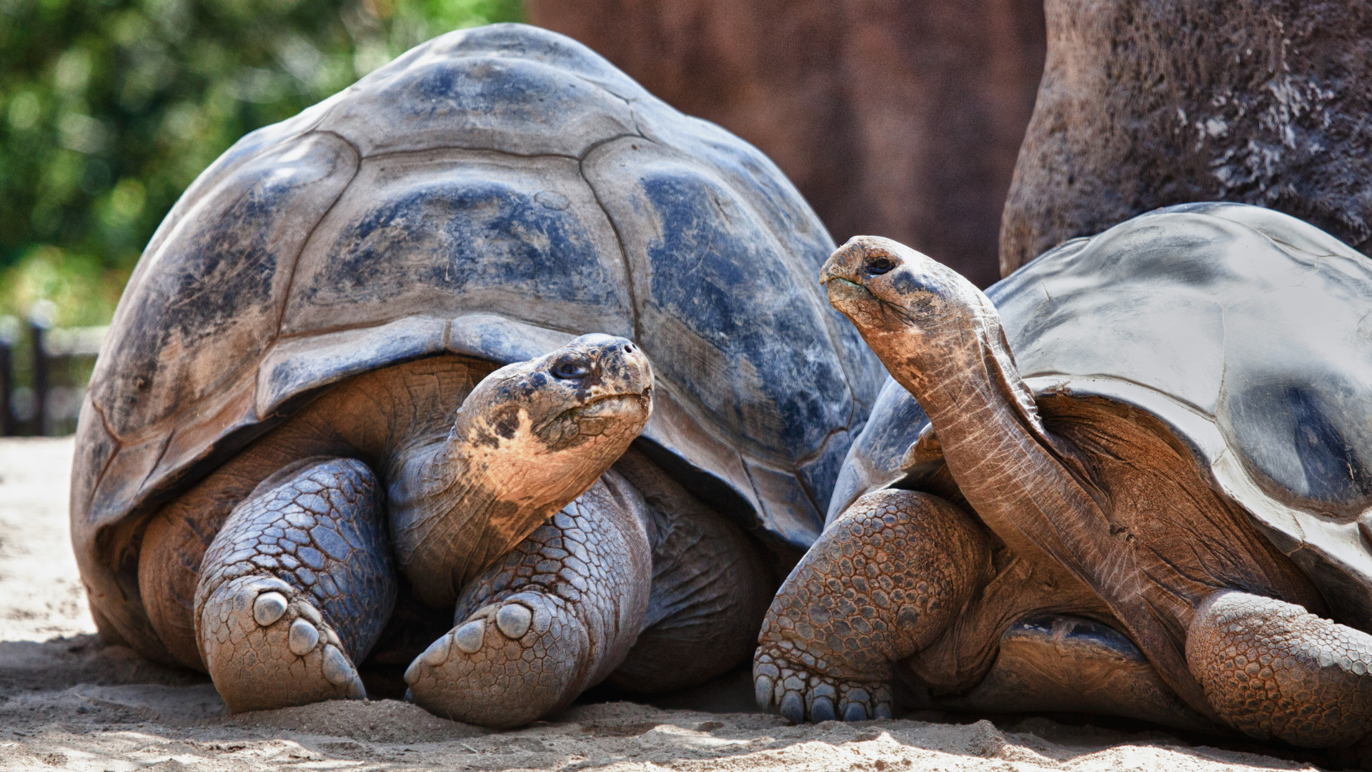 cute-tortoises